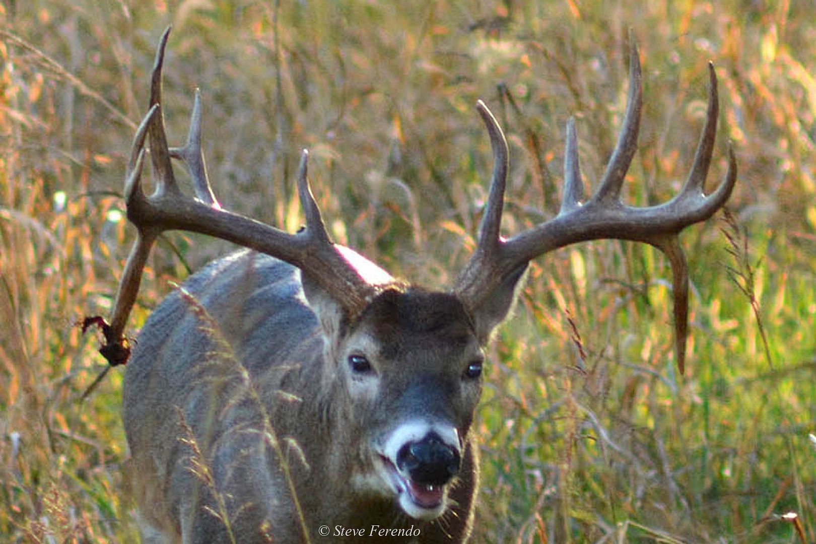 "Natural World" Through My Camera Drop Tine Antlers Are